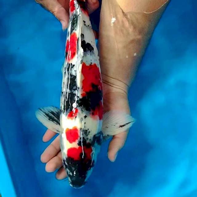 Kindai kin showa 40cm