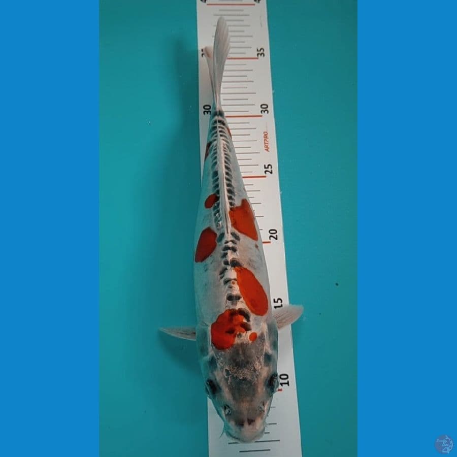 Kiko 28cm