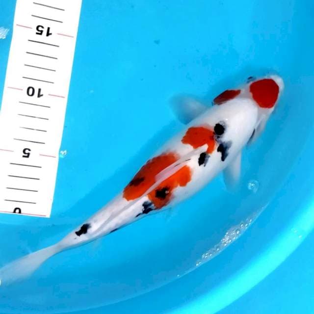 Sanke 29cm