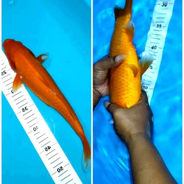 Benigoi 35cm