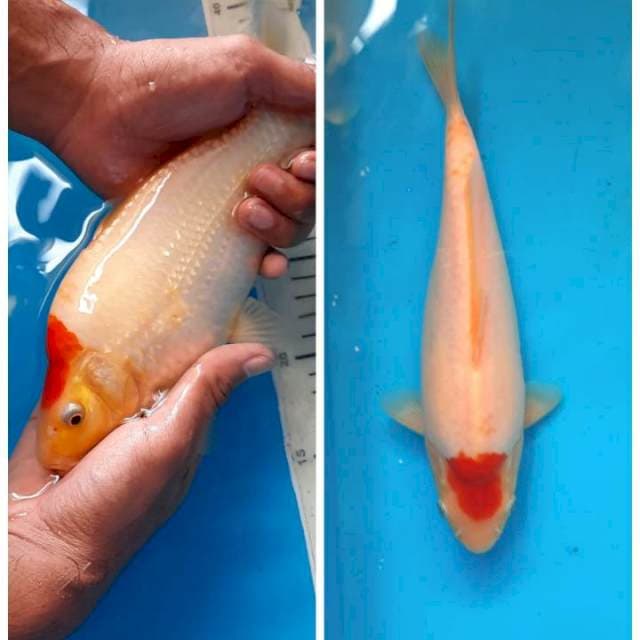 Tancho bodo aduhai 24cm