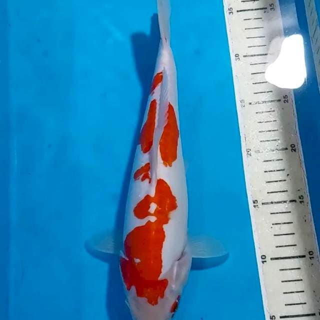 KOHAKU DOITSU UNIQ 32 CM