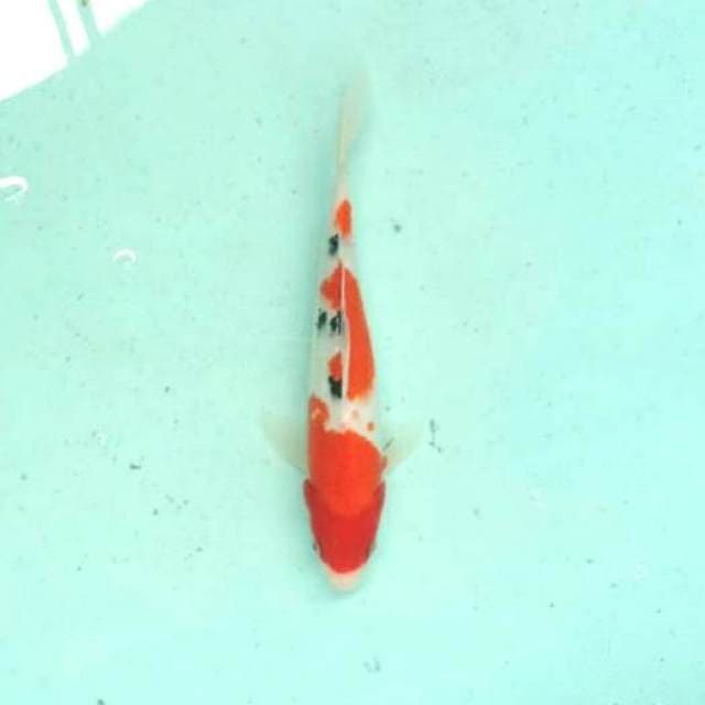 Sanke 27cm