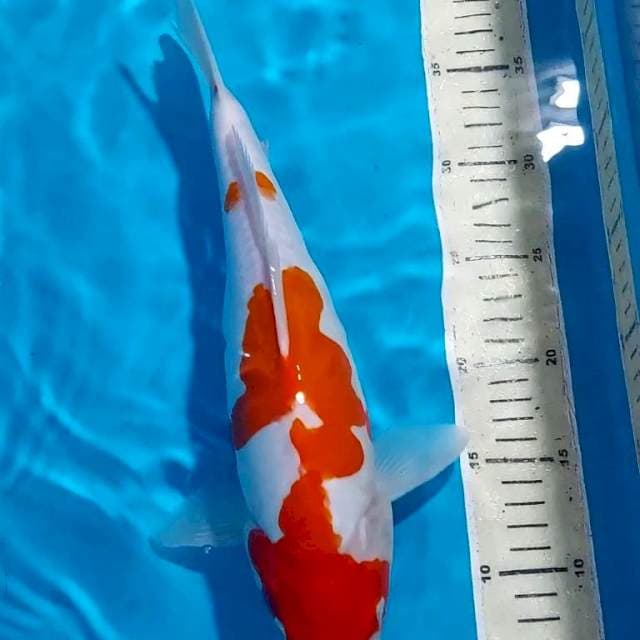 KOHAKU DOITSU 34 CM