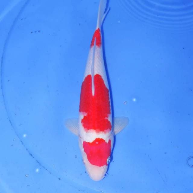 SANDAN KOHAKU