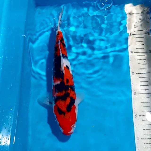 BLACK STRONG SHOWA 29 CM