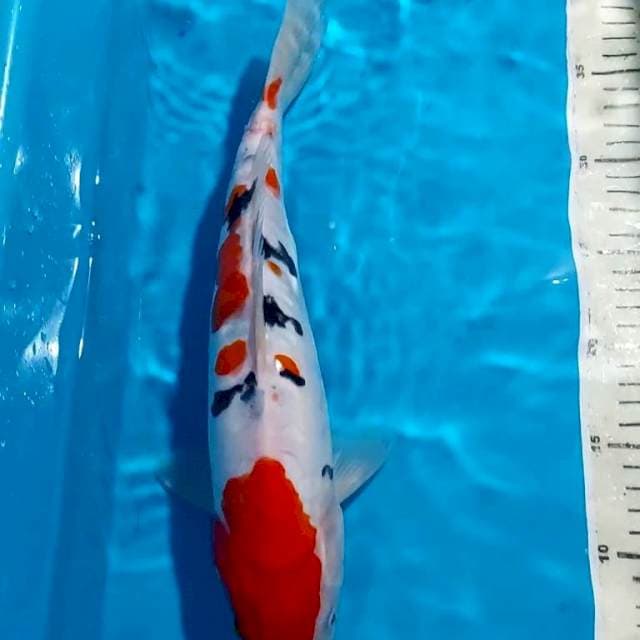 SANKE DOITSU 35 CM