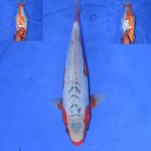 31cm ISTIMEWA SHUSUI
