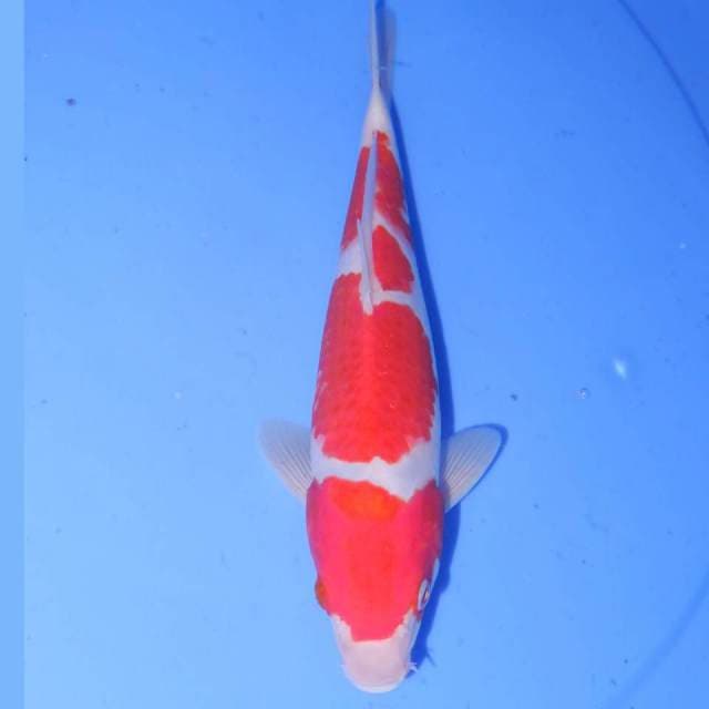 KOHAKU