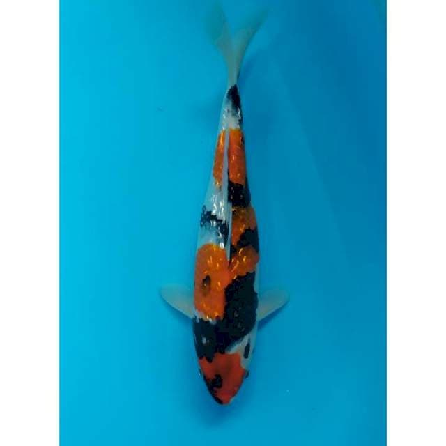 showa ginrin 30 cm
