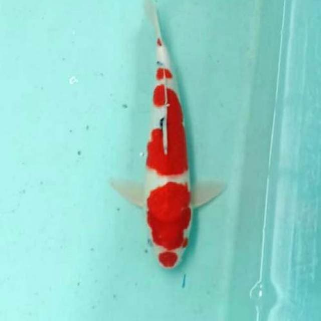 Res sanke 40cm