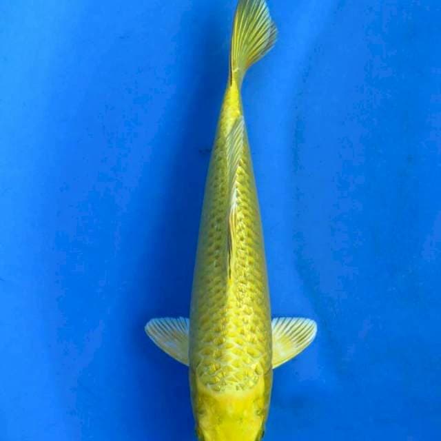 Mukashi ginrin 30cm