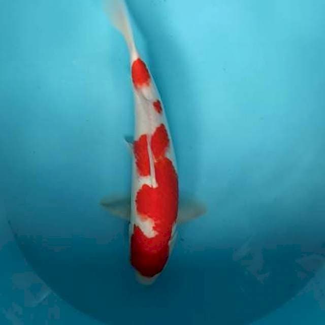 Kohaku hot