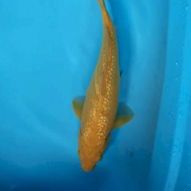 Karhasi 