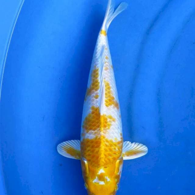Hariwake 33cm