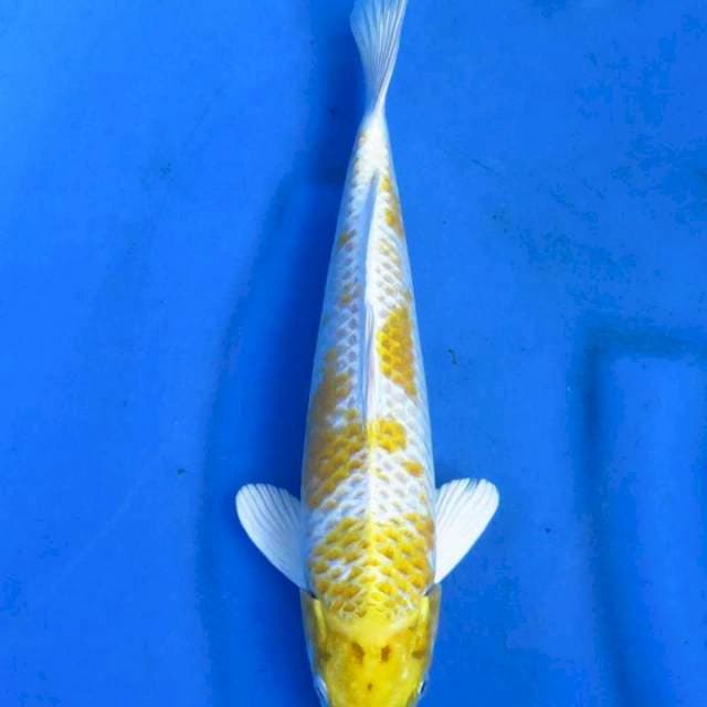 Hariwake 31cm