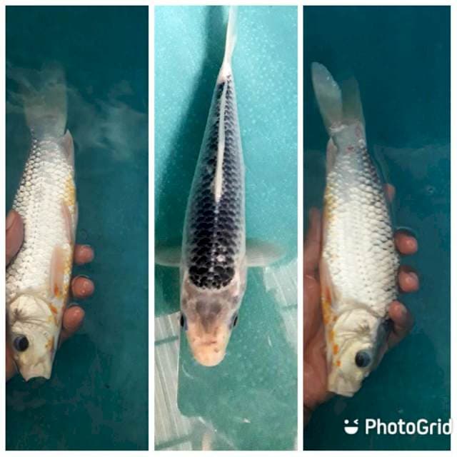 Asagi 24cm