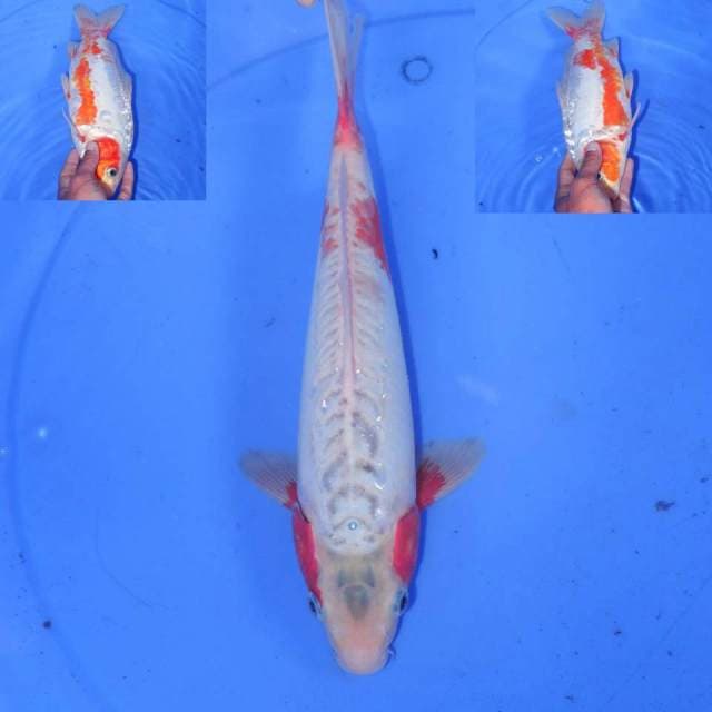 HANA SHUSUI BAGUS 30cm