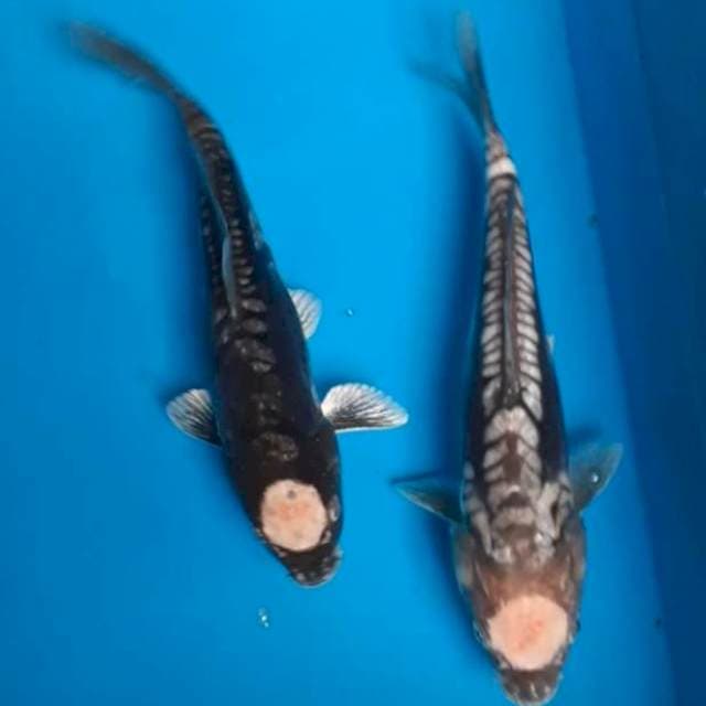 Paket antikan 25-27cm