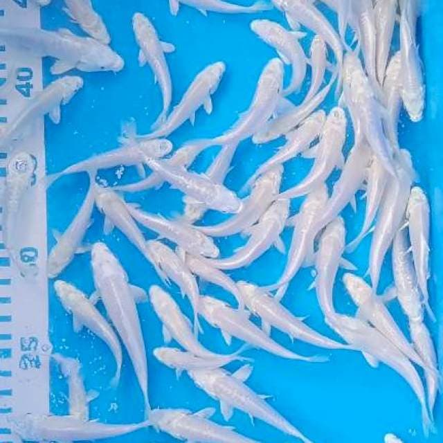 Bibitan platinum 7-10cm 💯 ekor