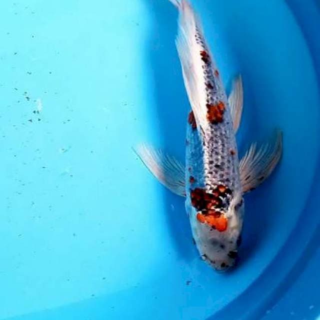 Kumpay antik 36cm
