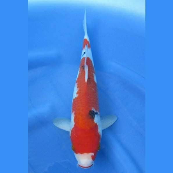 Near Koi - Sanke 34cm