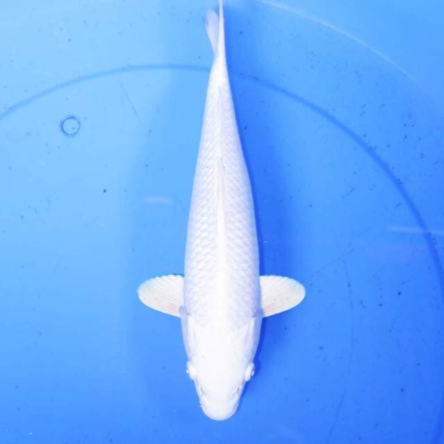 30cm PLATINUM SNOW WHITE