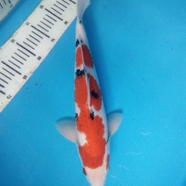 Sanke 38 cm