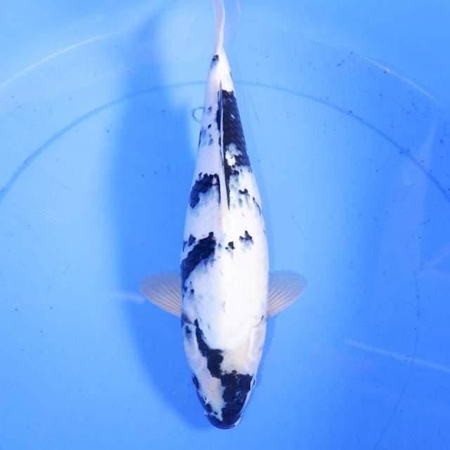 34cm SHIRO BULKY 