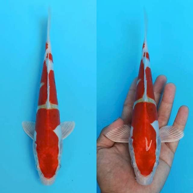 Doitsy hikari 3 steps cantik 24cm