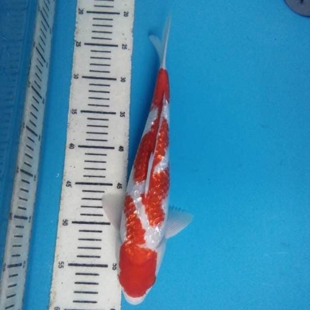 Kohaku Ginrin 35 cm
