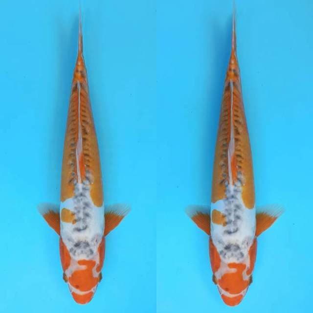 Maruten hi sushui 35bu