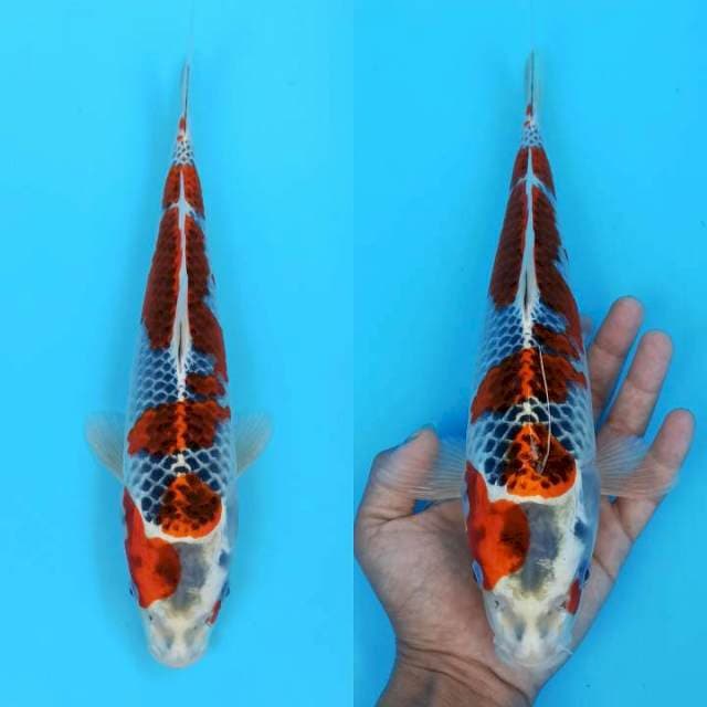 Goshiki kembang mawar 31cm
