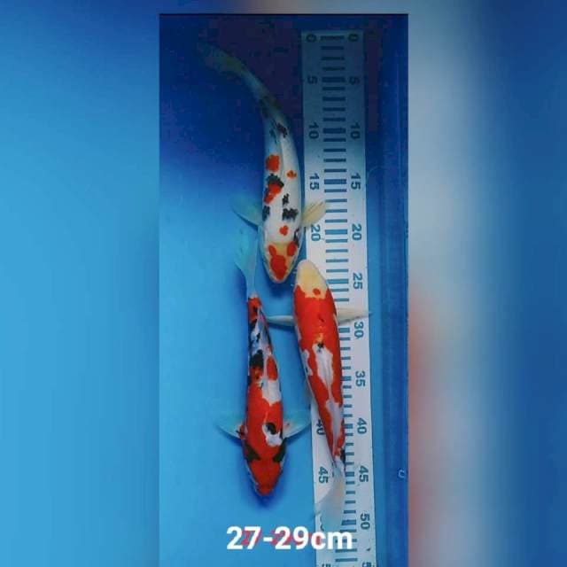 Sanke 2729cm doid sisik