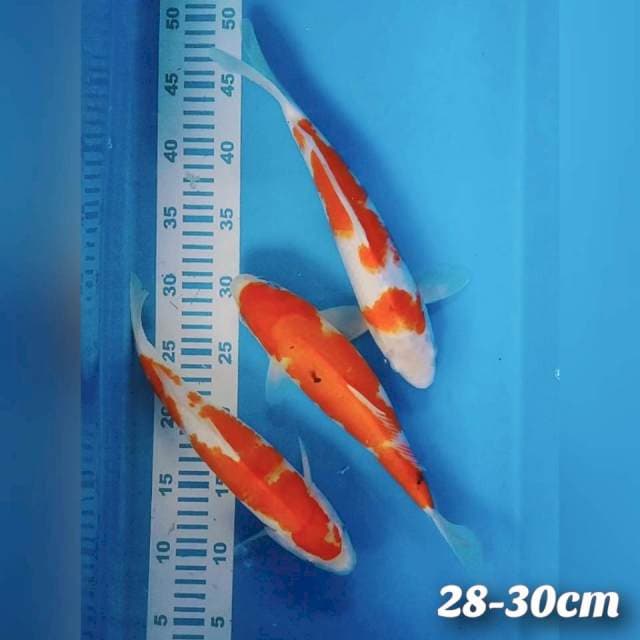Kohaku 28-30cm