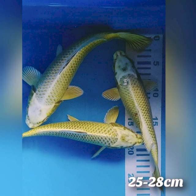 MUKASI 25-28cm