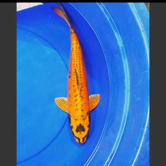 42CM Kikokuryu