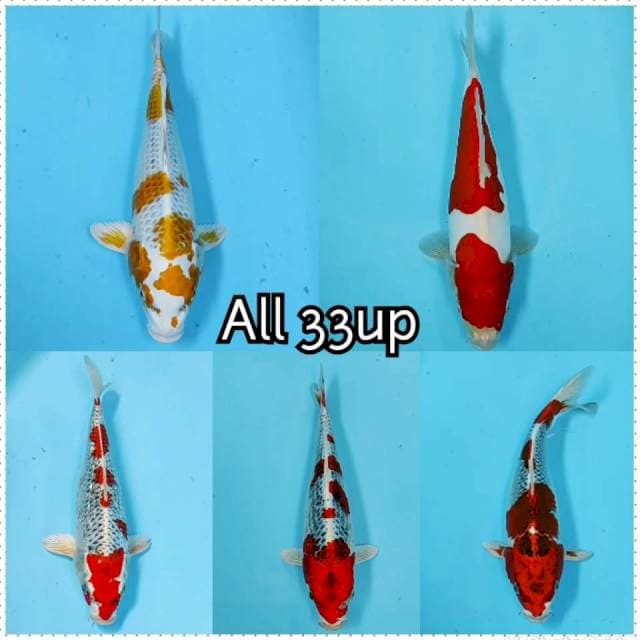 Paket 5 ekor strong Sat Set