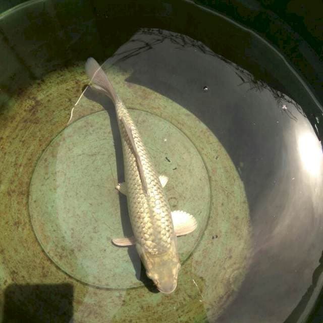 Soragoi Ginrin Munuk Male 30cm