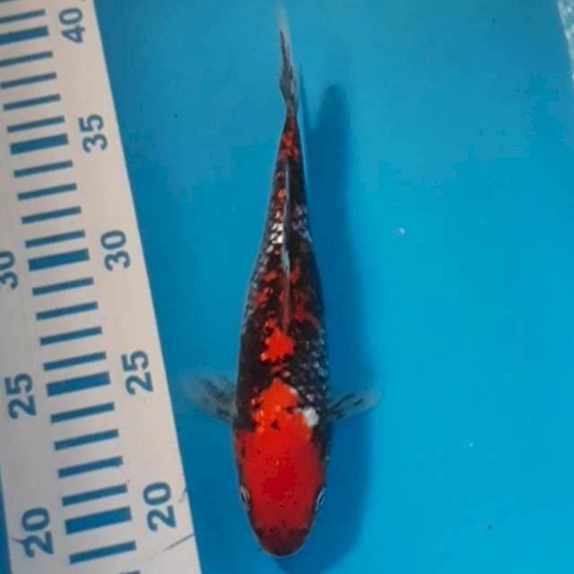 Bni matsukawabake