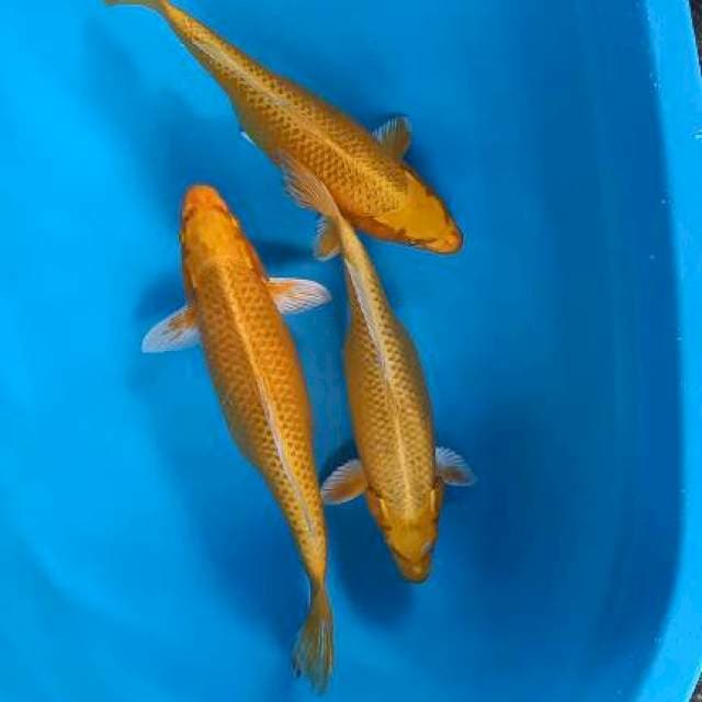 Mix 35-35-38cm