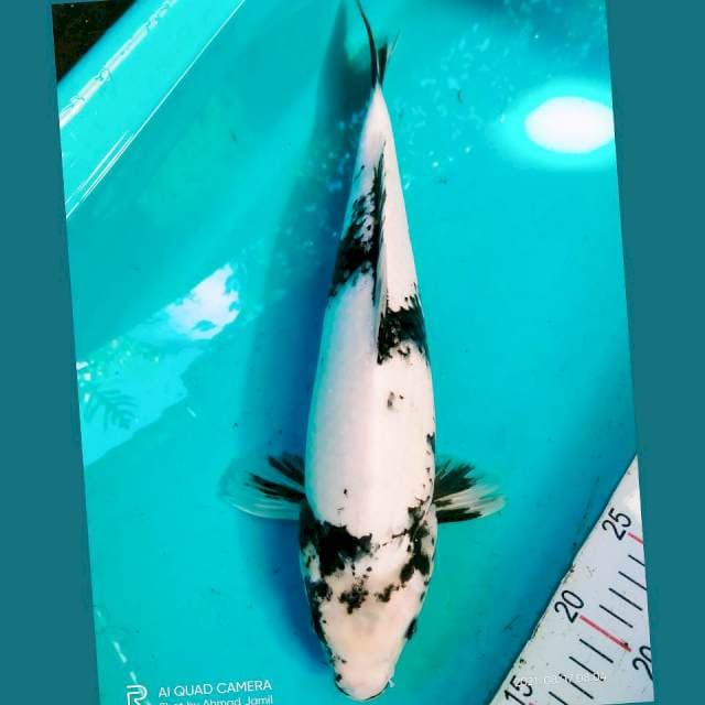 Shiro 40cm