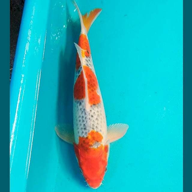 Goshiki 35cm