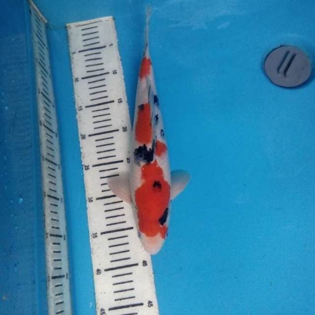 Sanke 35 cm