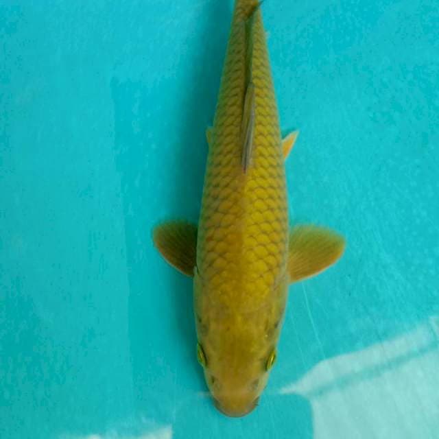 Cagoi