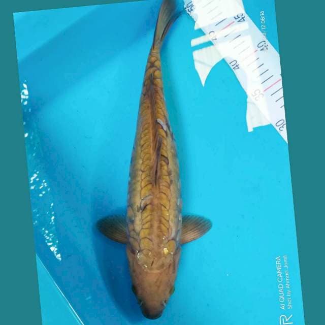 Chagoi sisik naga jumbo 39cm