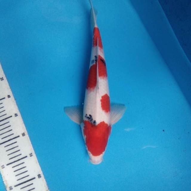 Sanke 40 cm