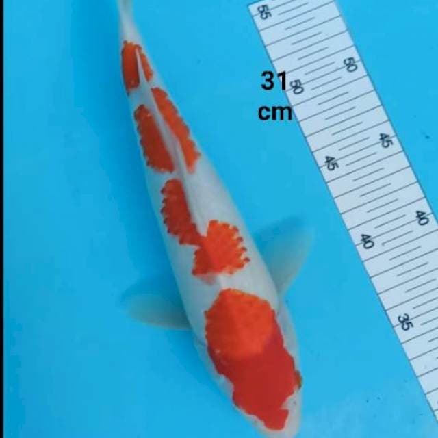 ~ KOHAKU 31CM ~