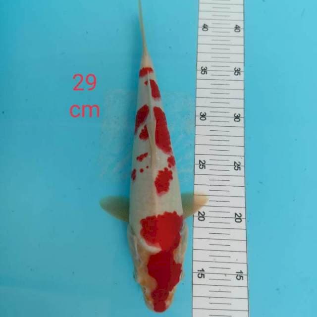 ~ KOHAKU 29cm ~