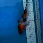 showa male 20cm (anakan isa)
